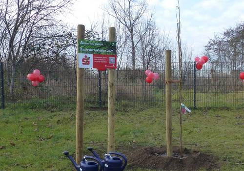 INS Aktionstag Baum der Inklusion (3) INS Aktionstag Baum der Inklusion (3)