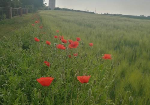 mohn © Annemarie Schuster
