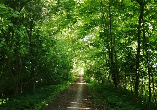 waldweg © Annemarie Schuster