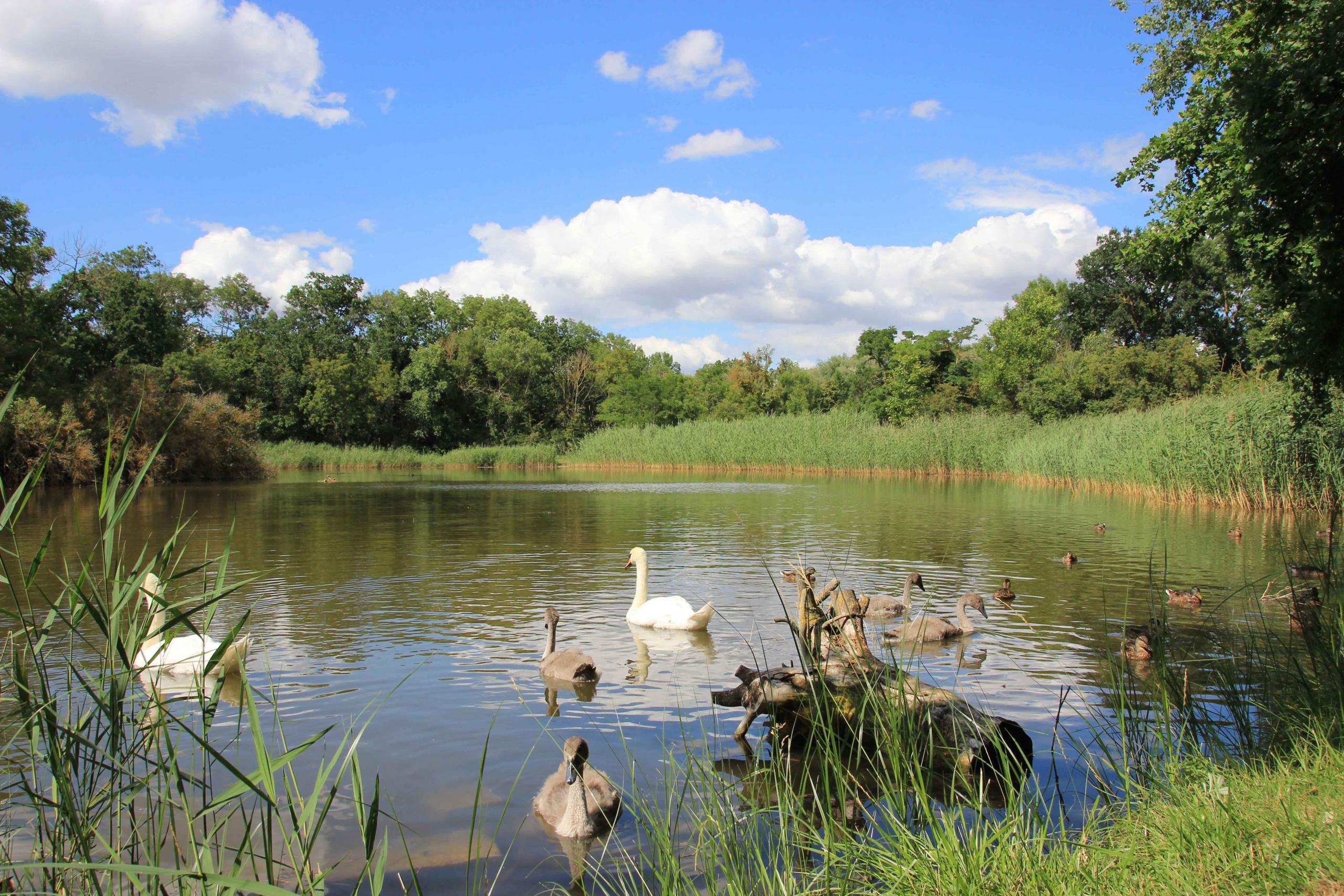 Schwanenteich ©Undine Grosser schwanenteichstassfurt