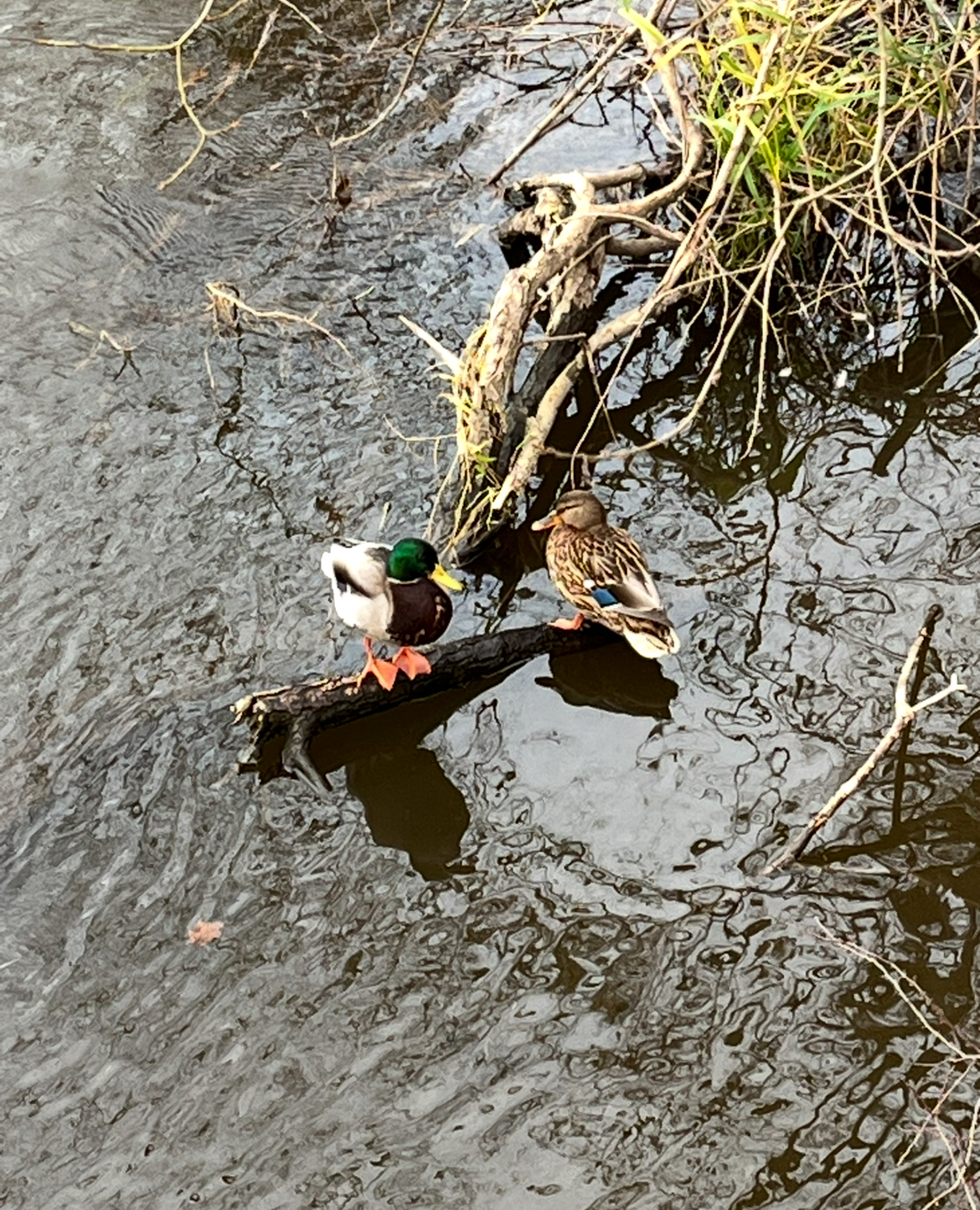 enten ©Bärbel Lallecke