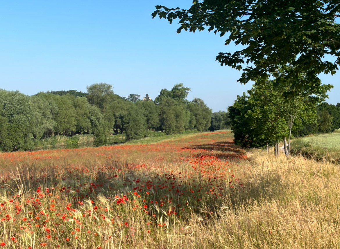 wiese ©Bärbel Lallecke