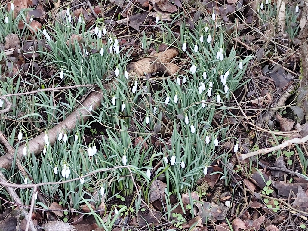 schneegloeckchen ©Dolean