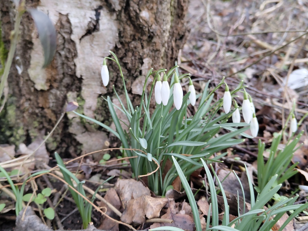 schneegloeckchen2 ©Dolean