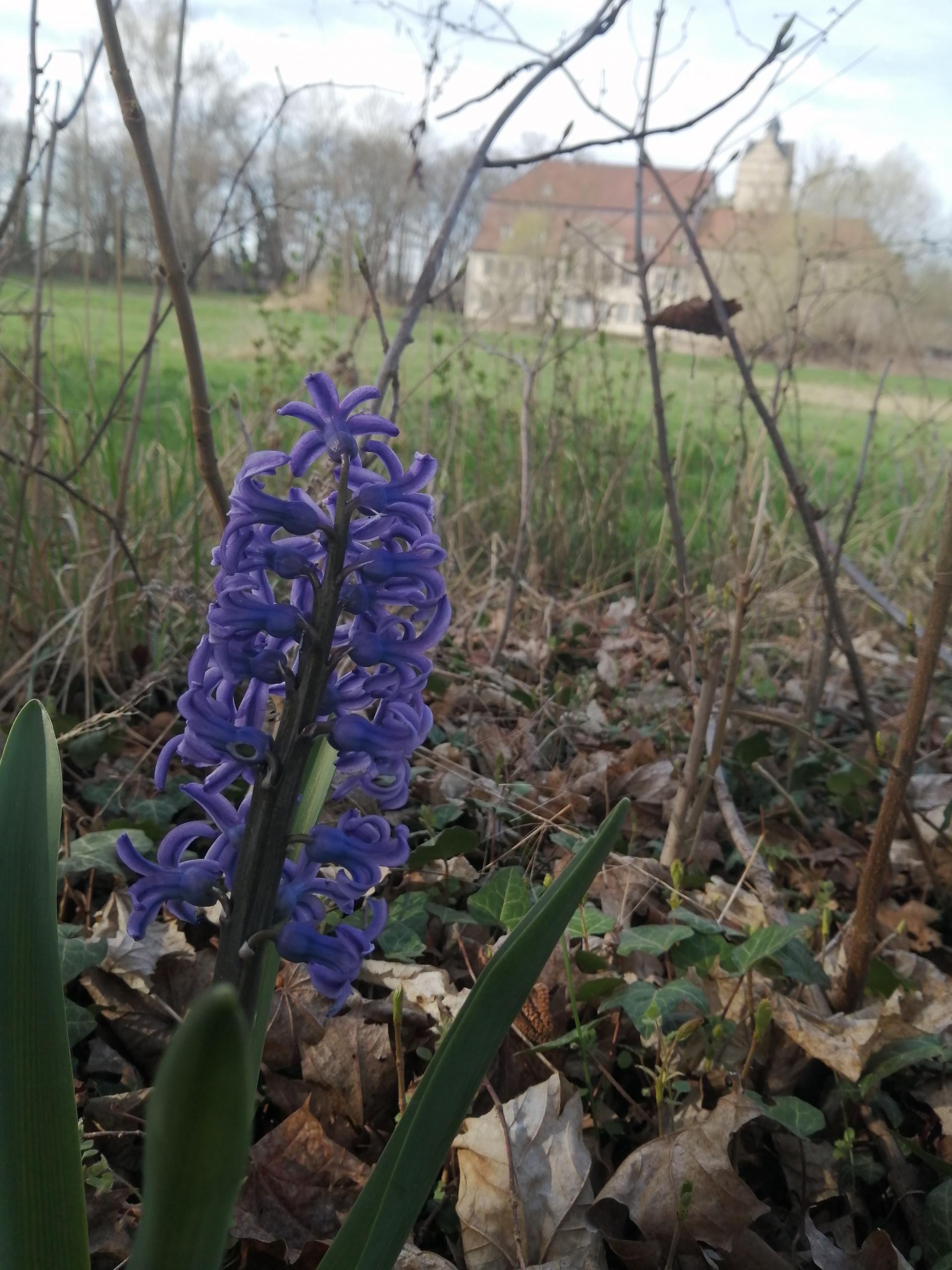 fruehblueher ©Annemarie Schuster