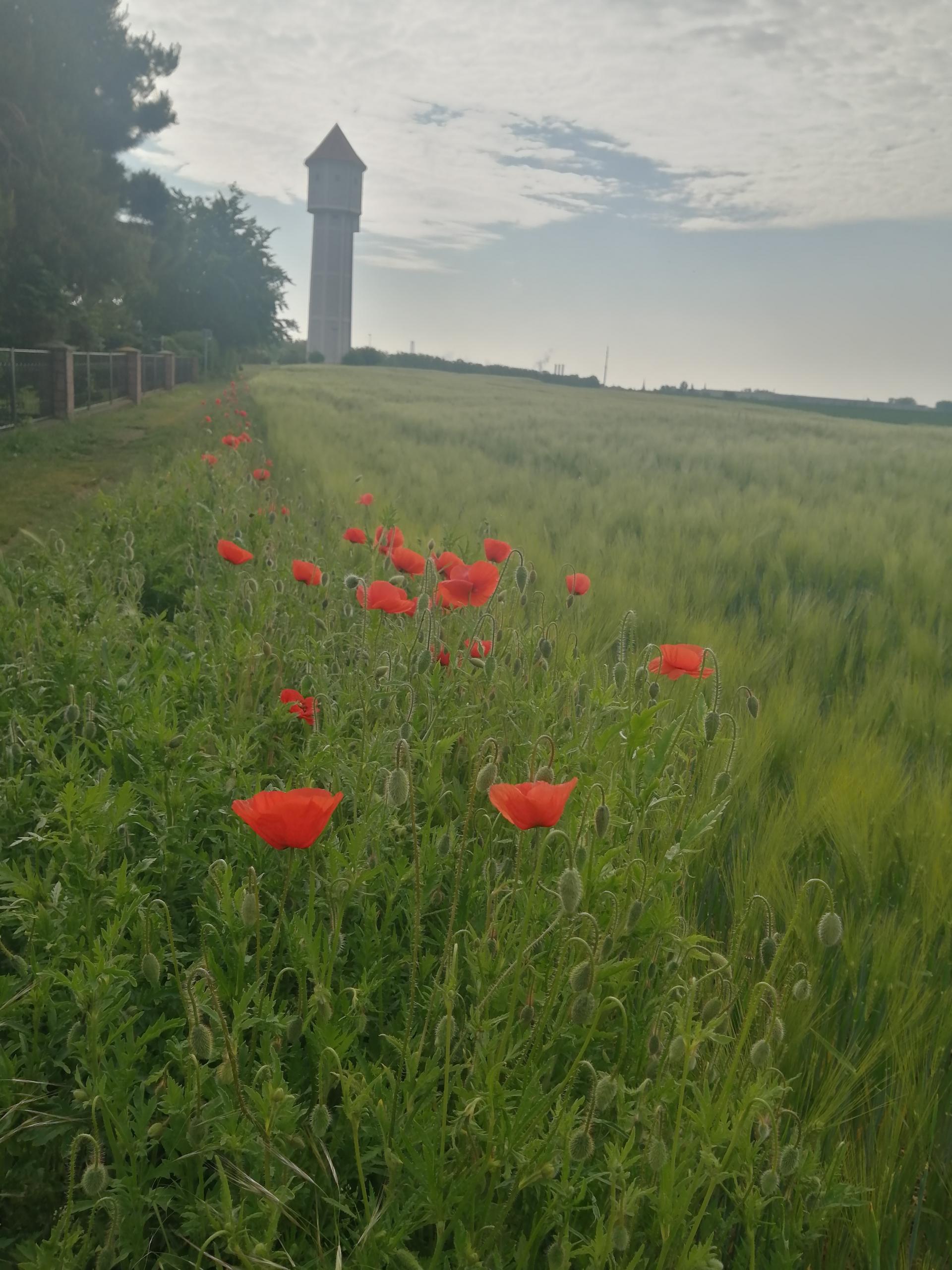 Mohn ©Annemarie Schuster mohn
