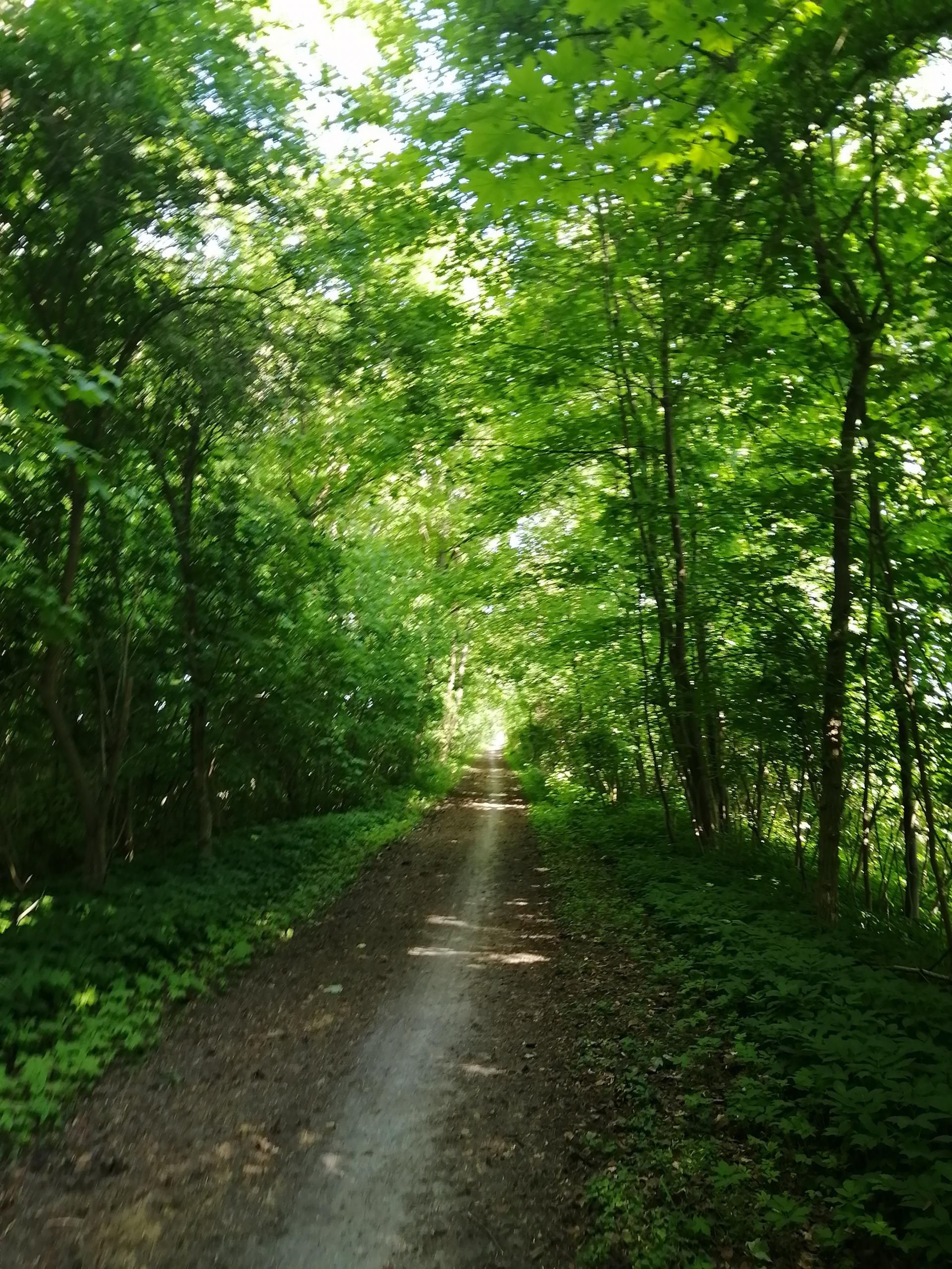 Waldweg ©Annemarie Schuster waldweg